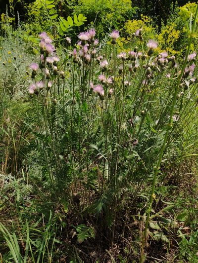 Klasea radiata, photographed by Denys Vynokurov