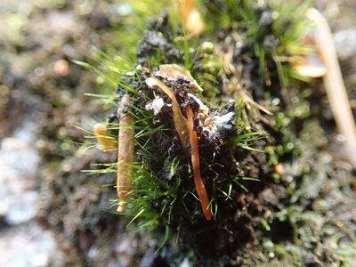 Campylopus atrovirens, photographed by Randal