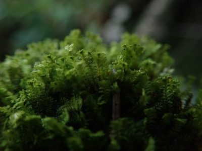 Diplophyllum taxifolium, photographed by Randal