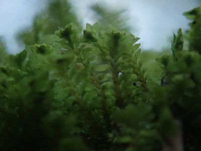 Diplophyllum taxifolium, photographed by Randal