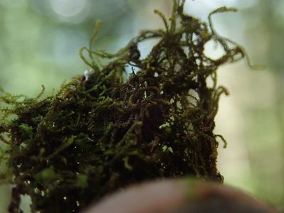 Tetralophozia filiformis, photographed by Randal