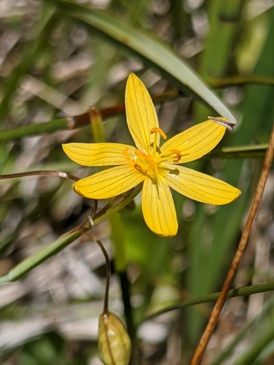 Sisyrinchium elmeri, photographed by Alex Heyman