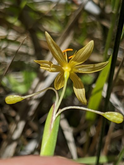 Sisyrinchium elmeri, photographed by Alex Heyman