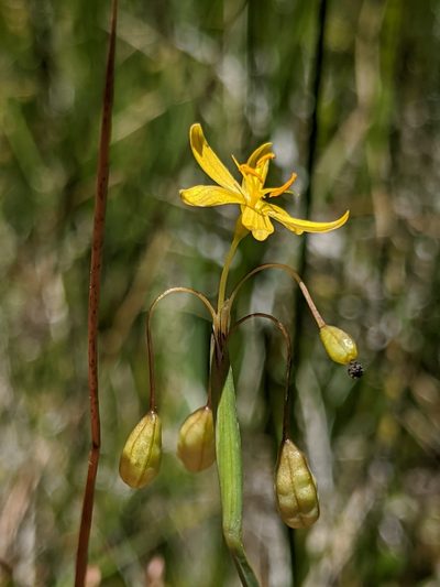 Sisyrinchium elmeri, photographed by Alex Heyman