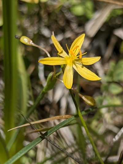 Sisyrinchium elmeri, photographed by Alex Heyman