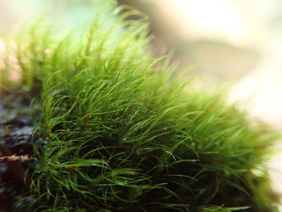 Campylopus atrovirens, photographed by Randal