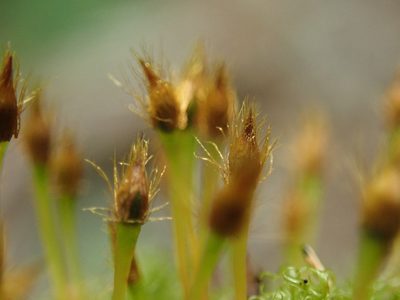 Ulota obtusiuscula, photographed by Randal