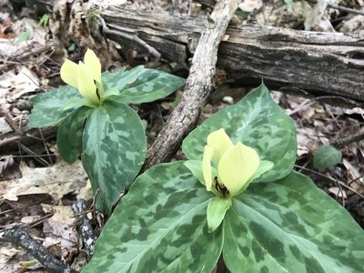 Trillium discolor, photographed by Sarah