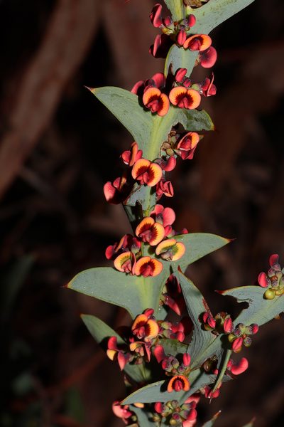 Daviesia decurrens, photographed by T. Hammer