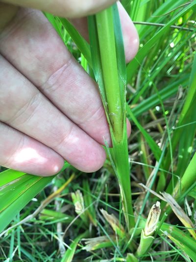 Scirpus pallidus, photographed by Rose Zappa