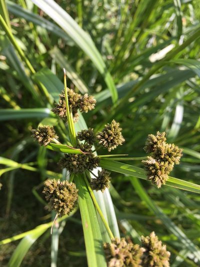 Scirpus pallidus, photographed by Rose Zappa