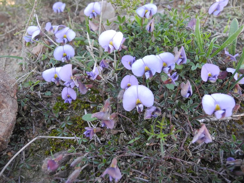 Lotononis complanata, photographed by bullwooding