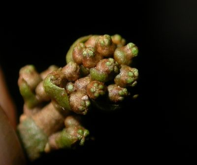 Miconia commutata, photographed by Eduardo Chacón Madrigal