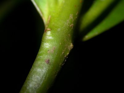 Miconia commutata, photographed by Eduardo Chacón Madrigal