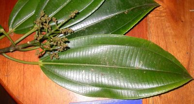 Miconia commutata, photographed by Eduardo Chacón Madrigal