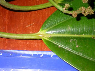 Miconia commutata, photographed by Eduardo Chacón Madrigal