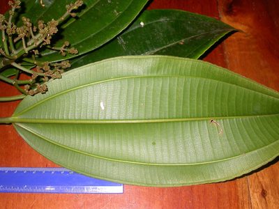 Miconia commutata, photographed by Eduardo Chacón Madrigal