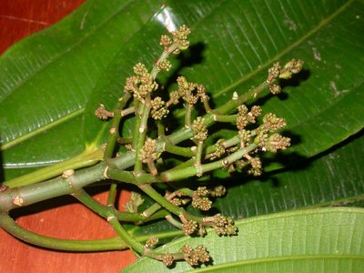 Miconia commutata, photographed by Eduardo Chacón Madrigal