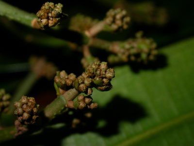 Miconia commutata, photographed by Eduardo Chacón Madrigal
