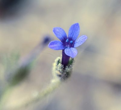 Allophyllum gilioides, photographed by Alex Heyman