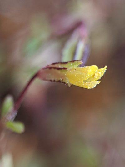 Erythranthe howaldiae, photographed by Alex Heyman