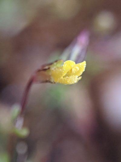 Erythranthe howaldiae, photographed by Alex Heyman