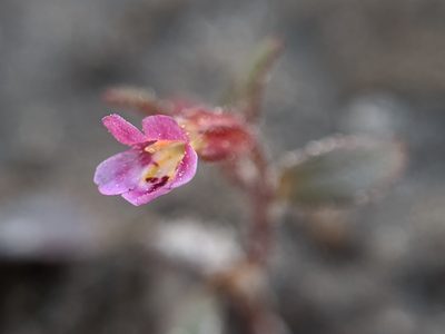 Erythranthe breweri, photographed by Alex Heyman
