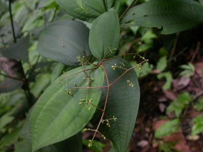 Miconia dissitiflora, photographed by Eduardo Chacón Madrigal