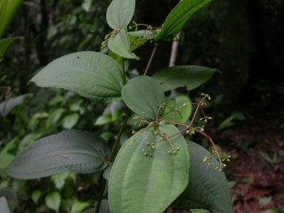Miconia dissitiflora, photographed by Eduardo Chacón Madrigal