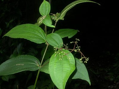 Miconia dissitiflora, photographed by Eduardo Chacón Madrigal