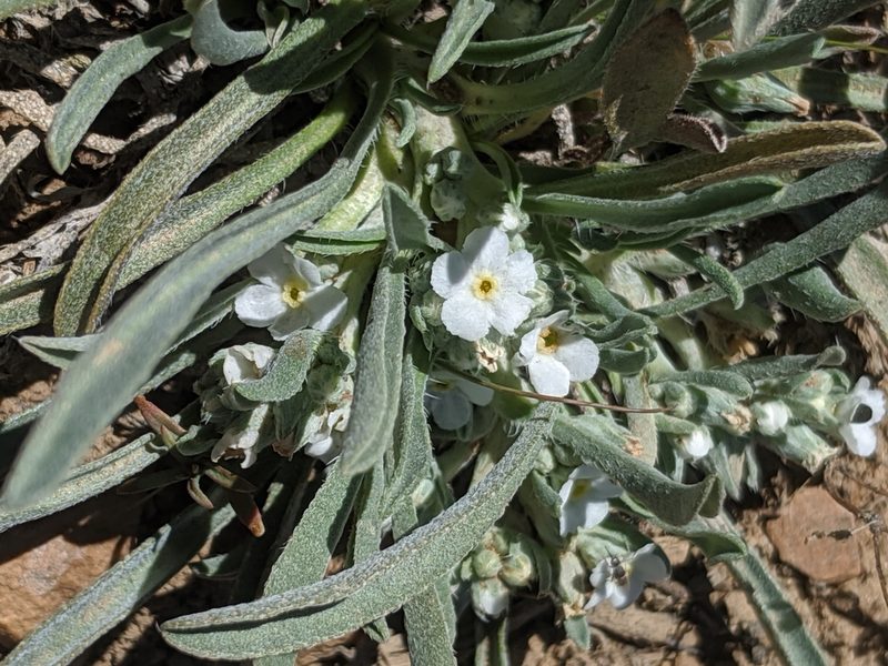 Oreocarya abortiva, photographed by Alex Heyman