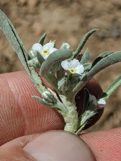 Oreocarya abortiva, photographed by Alex Heyman