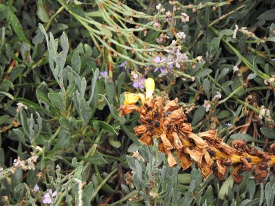 Cistanche phelypaea, photographed by Duarte Frade