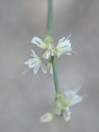 Eriogonum baileyi, photographed by Alex Heyman