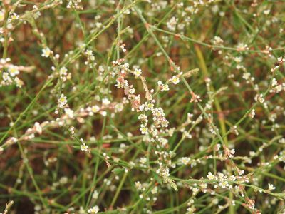 Polygonum equisetiforme, photographed by Duarte Frade