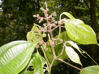 Miconia donaeana, photographed by Eduardo Chacón Madrigal