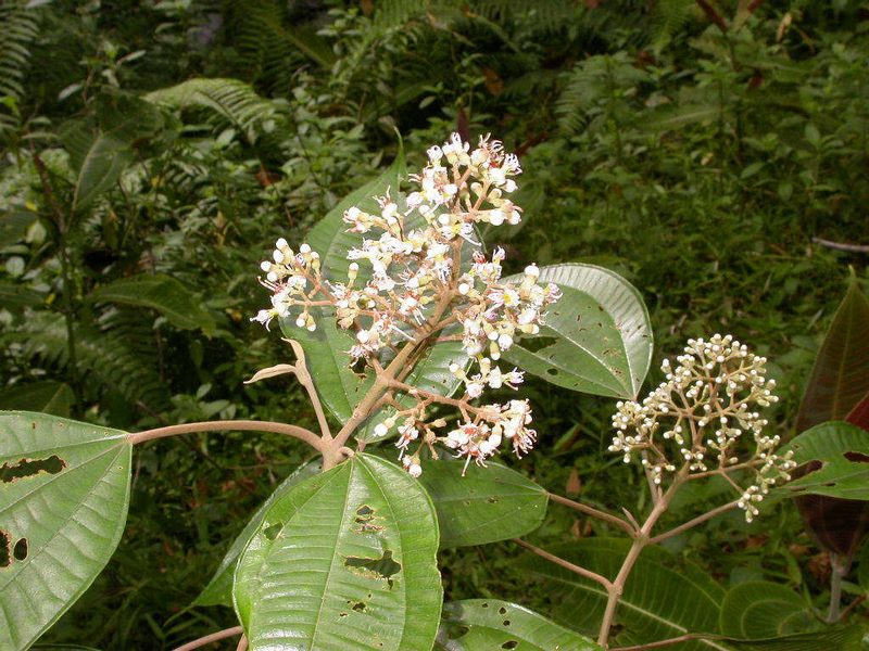 Miconia donaeana, photographed by Eduardo Chacón Madrigal