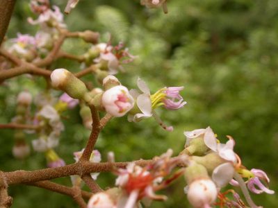 Miconia donaeana, photographed by Eduardo Chacón Madrigal