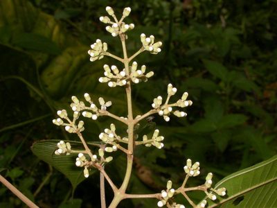 Miconia donaeana, photographed by Eduardo Chacón Madrigal