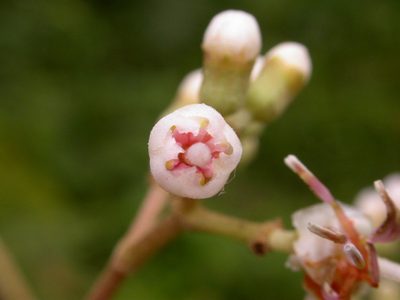 Miconia donaeana, photographed by Eduardo Chacón Madrigal
