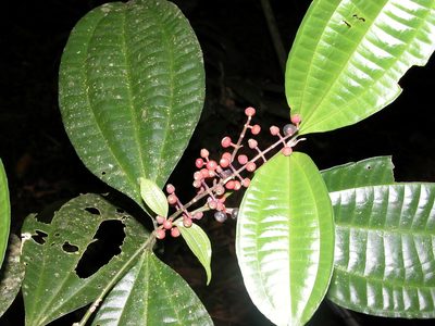 Miconia gracilis, photographed by Eduardo Chacón Madrigal