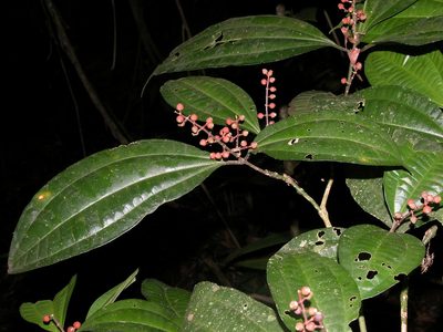 Miconia gracilis, photographed by Eduardo Chacón Madrigal