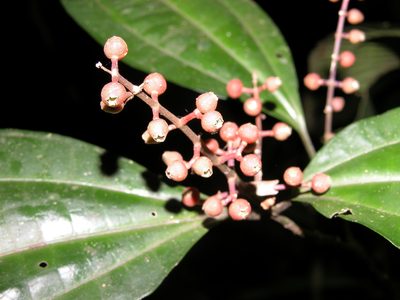 Miconia gracilis, photographed by Eduardo Chacón Madrigal