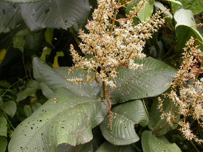 Miconia impetiolaris, photographed by Eduardo Chacón Madrigal