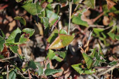 Bossiaea triangularis, photographed by Tim