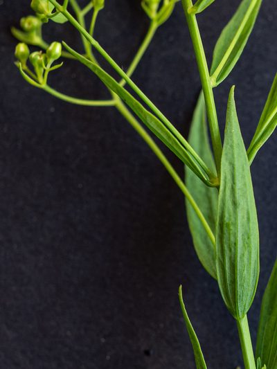 Thesium bavarum, photographed by rainerburkard