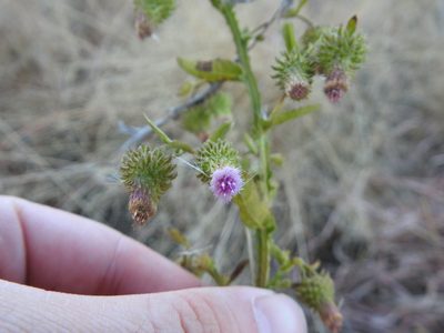 Laggera crispata, photographed by Matthew Fainman