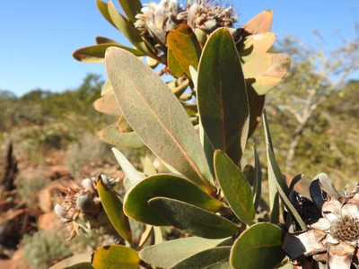 Protea welwitschii, photographed by Matthew Fainman
