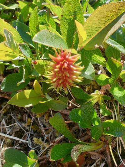 Salix hastata, photographed by relet