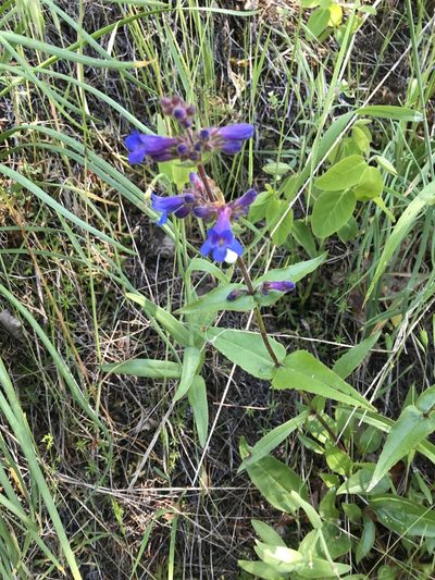 Penstemon subserratus, photographed by anguspritchard